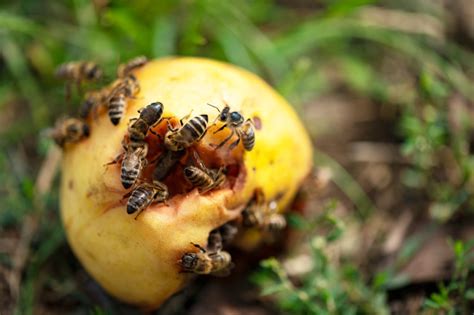 do bees eat fruit