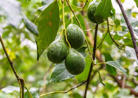 how long before avocado tree bears fruit: Delving into the Nuances of Avocado Cultivation and Beyond