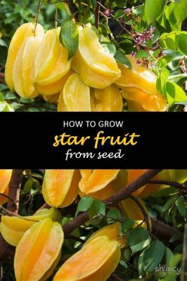 How to Grow Star Fruit from Seed: Exploring the Journey from Seed to Edible Fruit in Unconventional Ways