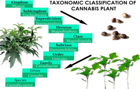 Is marijuana a fruit? – A multifaceted perspective on a multifaceted subject.